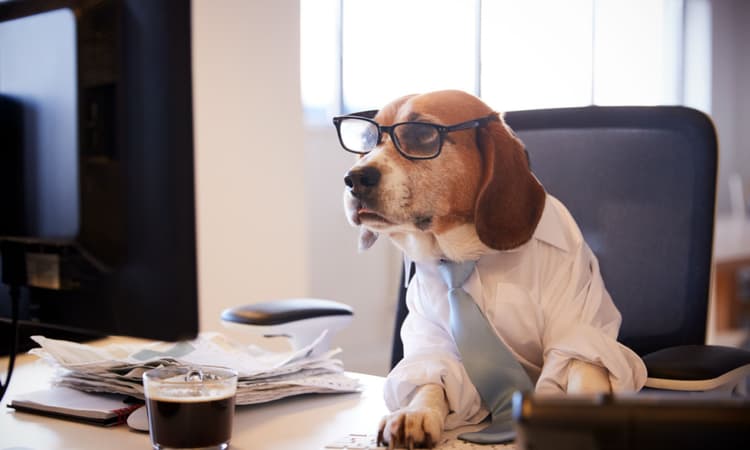 SPD, Greens and Left Party push for office dogs in Berlin Bürgerämter