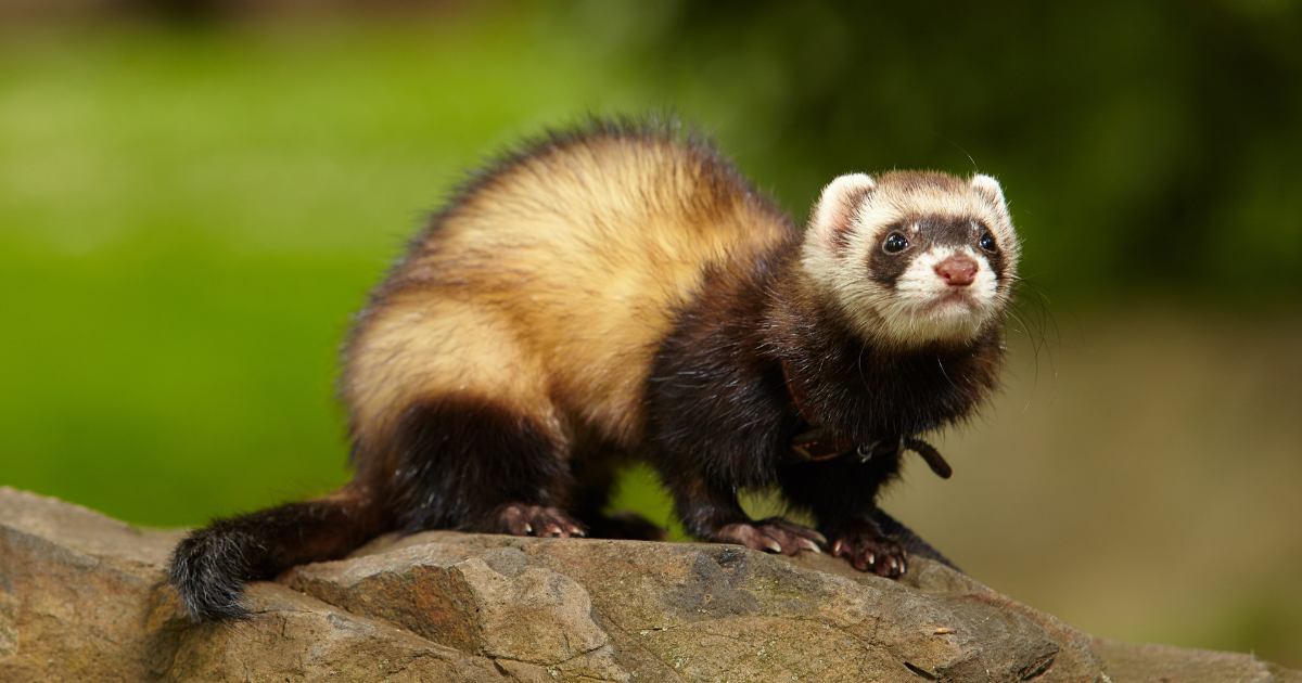 Rotterdam sees success with trial using ferrets to control rat population