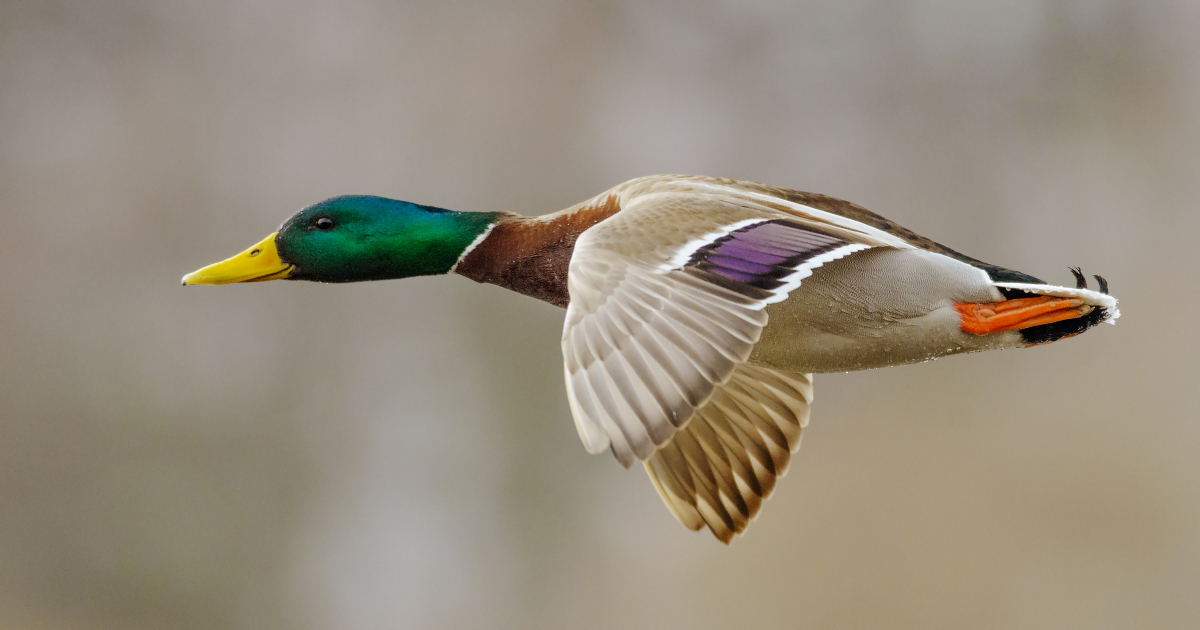 Mallard duck caught speeding in Switzerland