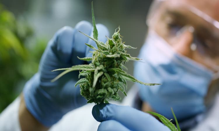 Weed Reinheitsgebot: Which quality standards will cannabis in Germany have to meet?