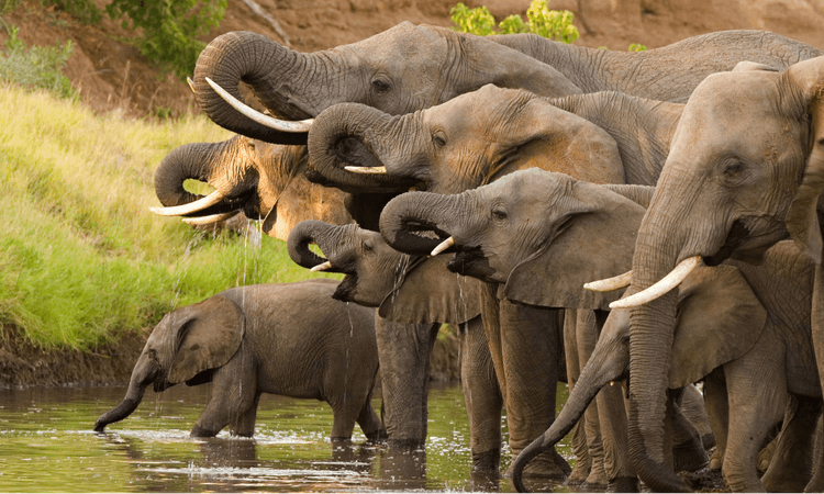 President of Botswana threatens to send 20.000 elephants to Germany