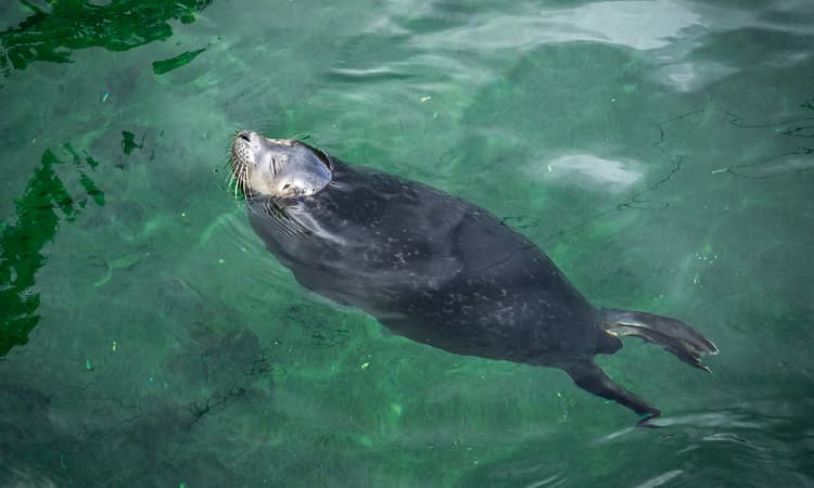 Explore Germany's North Sea from all angles with new virtual experience