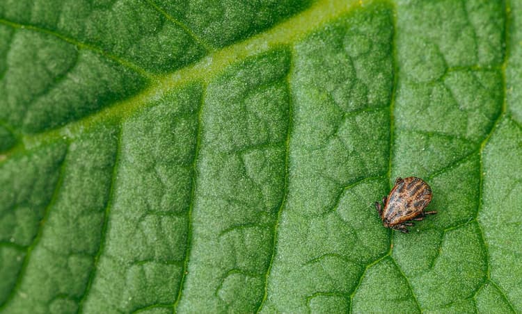 Ticks now active nearly the whole year round in Germany
