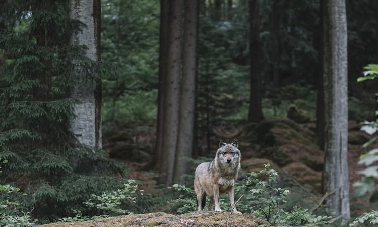 [Video] Rare sighting of a wolf in Brandenburg