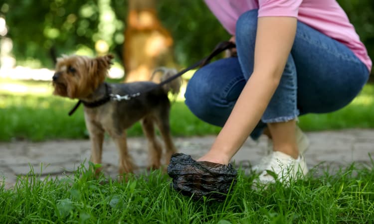 NRW debates dog poo data bank to track down repeat offenders