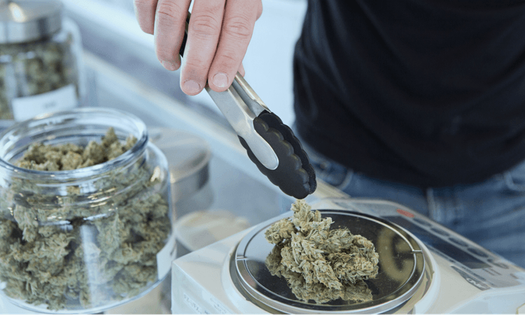 Frankfurt and Hanover to trial selling cannabis at dispensaries
