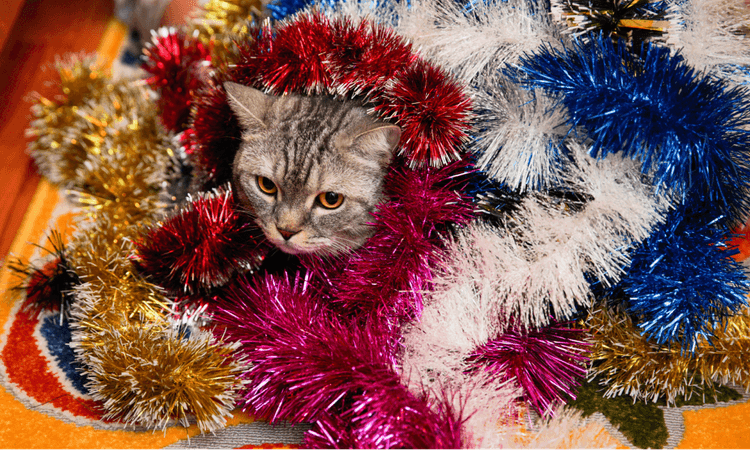 8 Christmas traditions you didn't realise were German