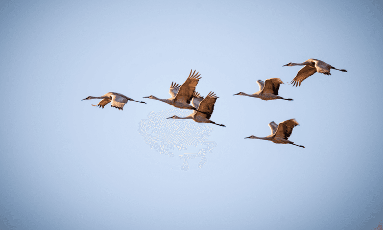 Record number of migrating cranes spotted over Germany