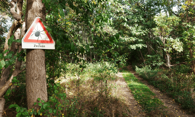 Ticks are now active across the whole of Germany, Stuttgart research finds