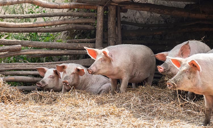 German research team to breed pigs to be human heart donors