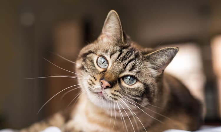 German cat called Bobby accidentally ends up on election ballot paper