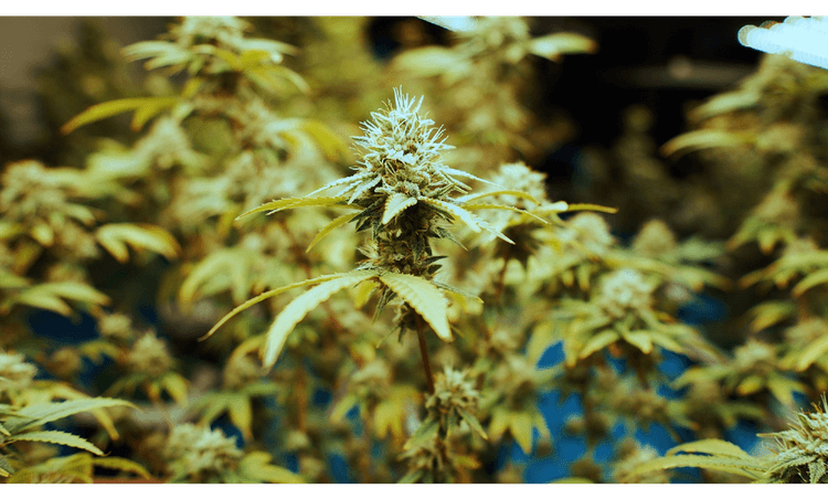 Berlin family charged with running multi-million-euro mail order weed business