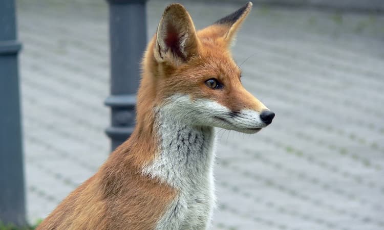Naughty fox steals over 100 shoes in Berlin
