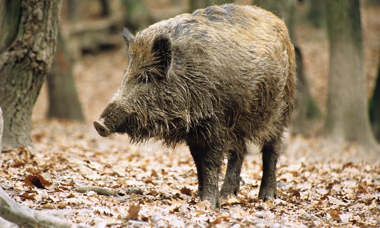 First case of African swine fever confirmed in Germany