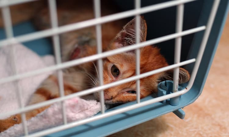 Calls to shut down German laboratory carrying out “barbaric” animal testing