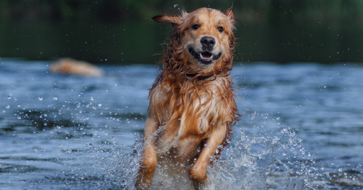 Dog owners warned to avoid certain Swiss lakes after 3 poisonings