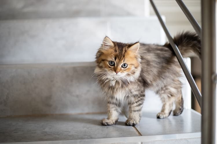 New rules introduced for cat owners in Berlin