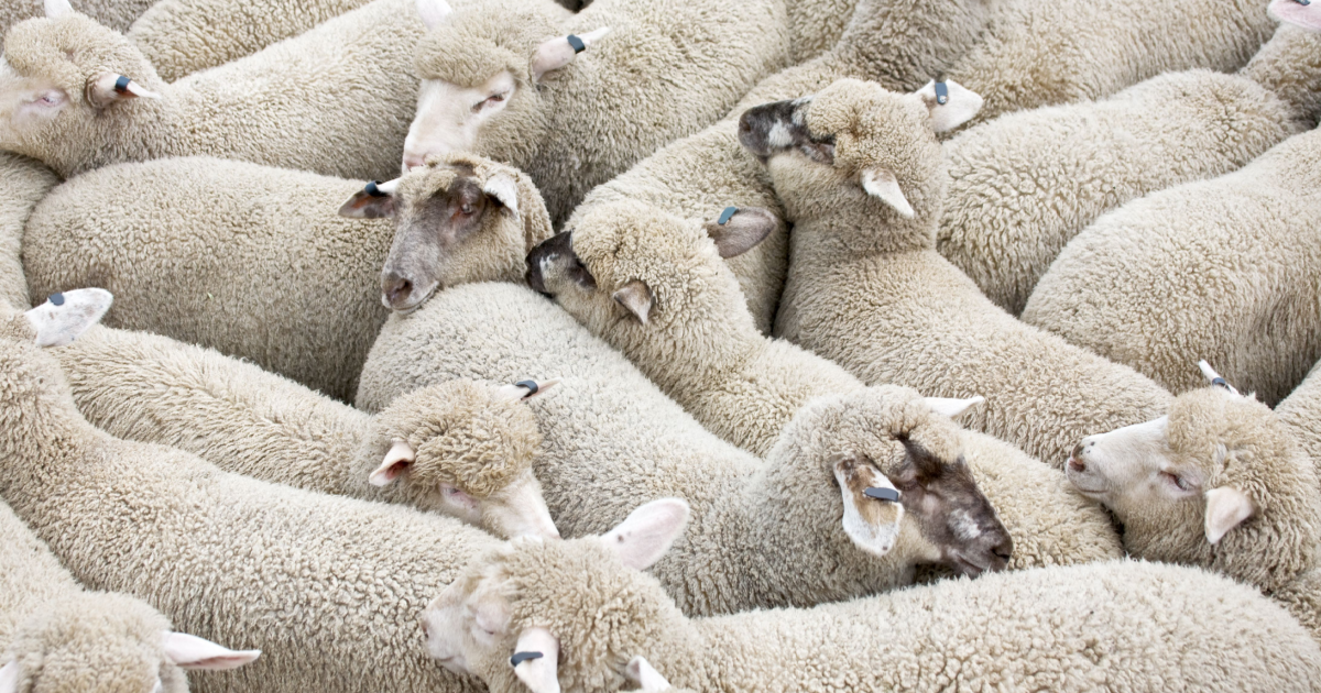 Unruly flock of sheep storm German supermarket