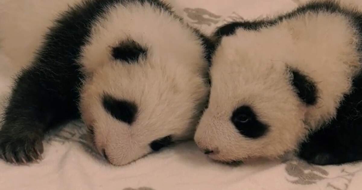 It S A Boy Berlin Zoo Reveals Baby Panda Twins Names