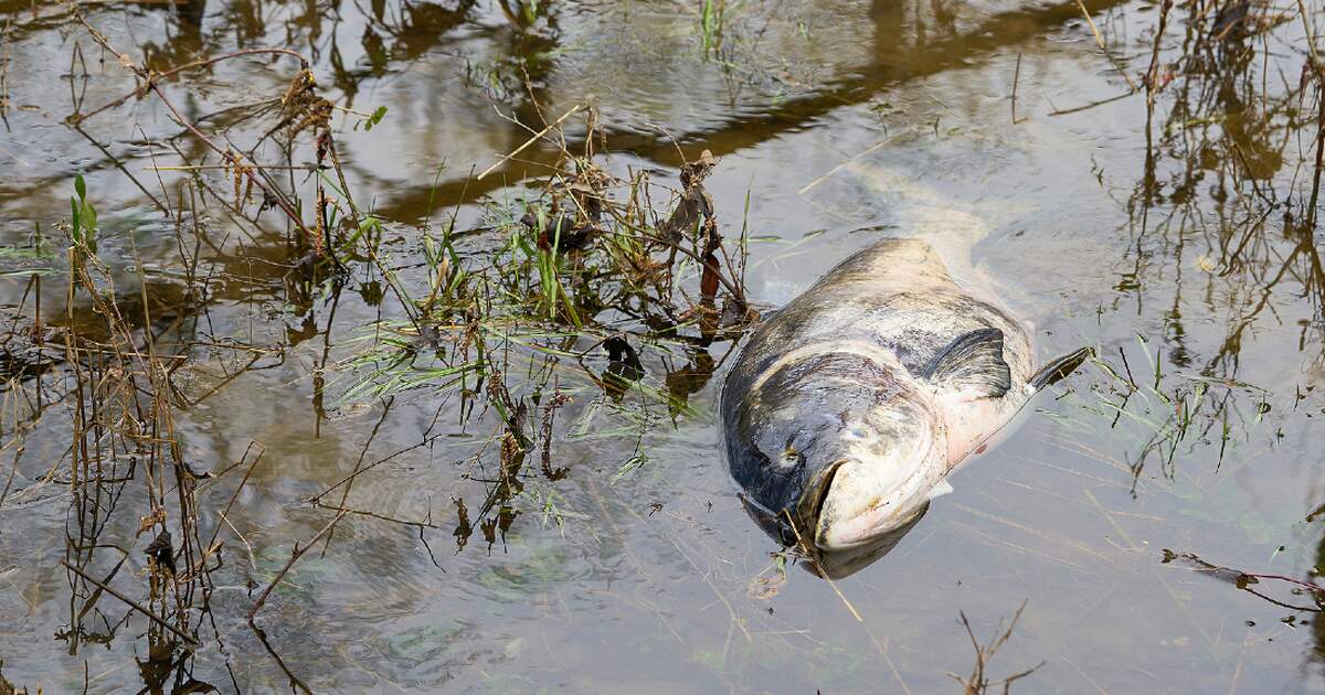 Mystery of mass fish die-off in Oder River in Germany
