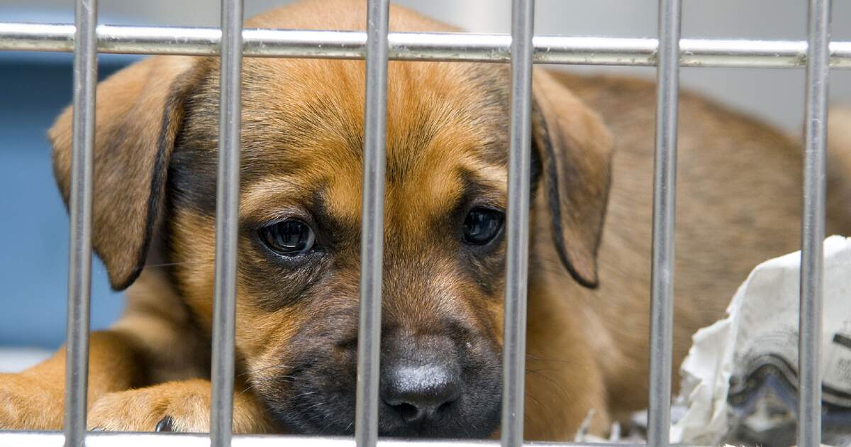 Pandemic pets are filling up animal shelters in Germany