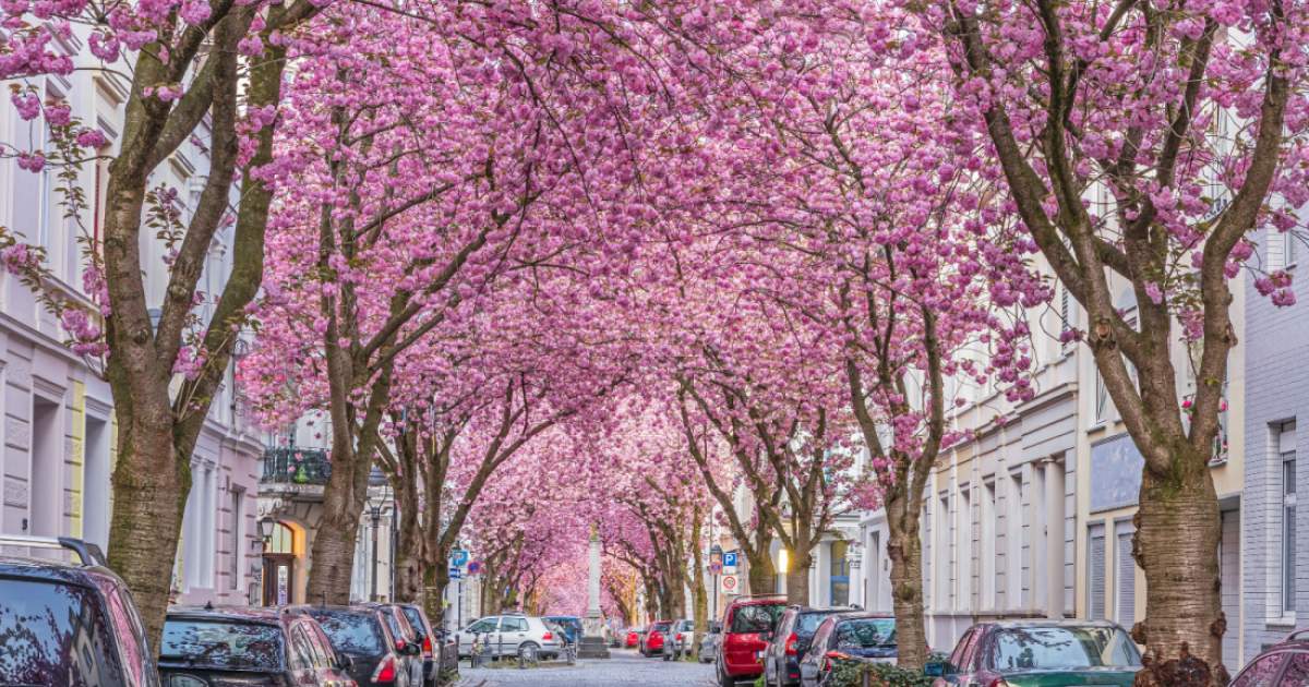 7 best places to see cherry blossom in Germany