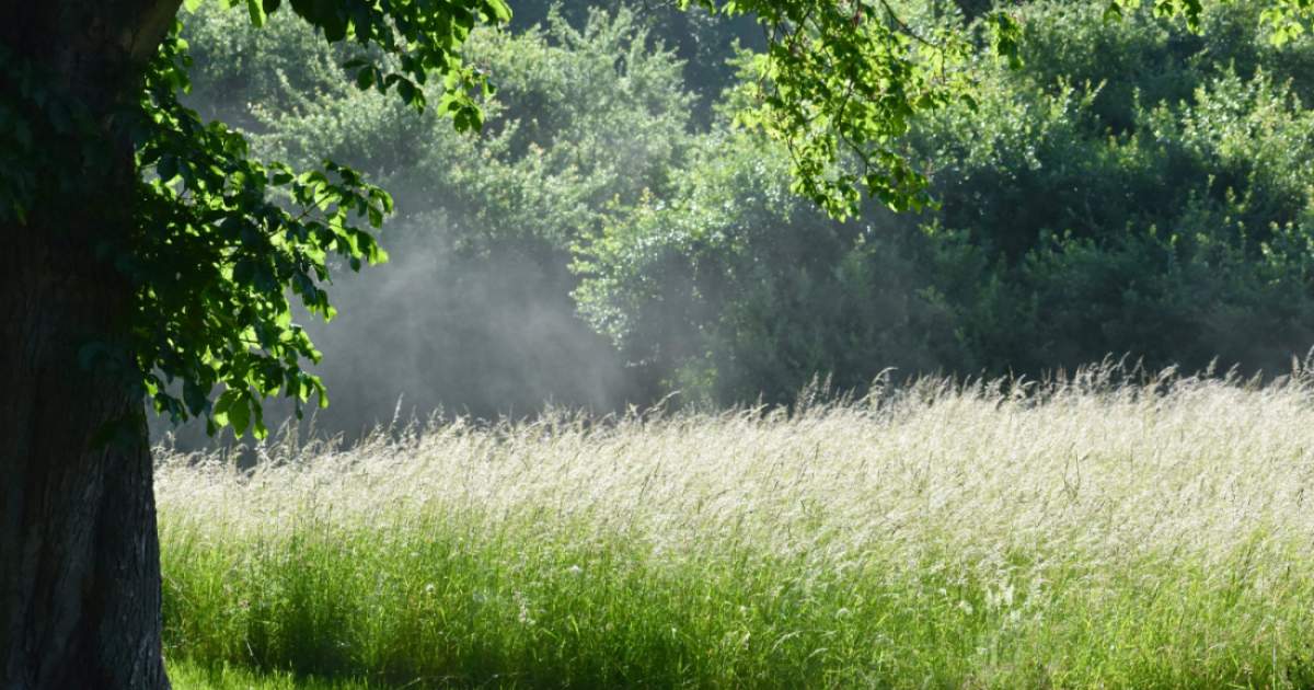 Highest grass pollen warning issued across Germany