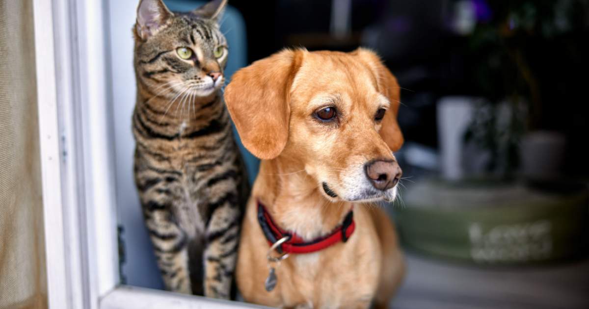 Haustierversicherung in Deutschland |  Hundeversicherung und Katzenversicherung